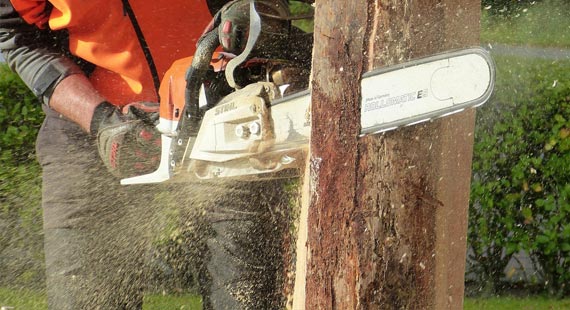 abattage-arbre-78 abattage arbre 78