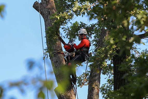 elagage-arbres-yvelines-2 elagage arbres yvelines