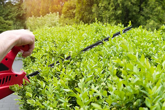 taille-haies-78 taille de haies 78