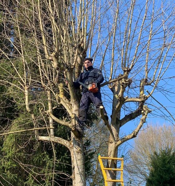 elagage paysagiste aulnay sur mauldre