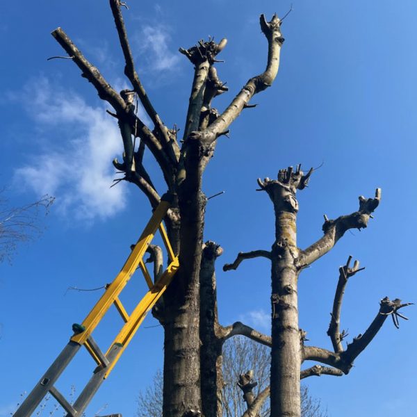 elagage aulnay sur mauldre