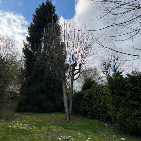 elagage aulnay sur mauldre avant