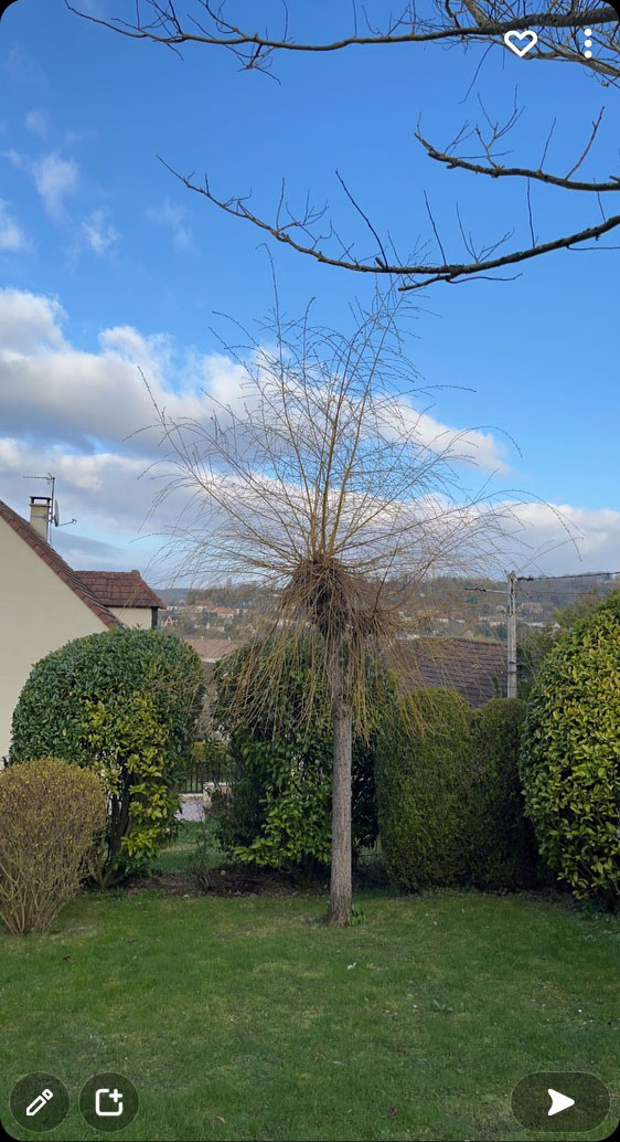 elagage arbre aulnay sur mauldre - avant