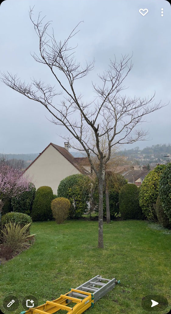 elagage aulnay-sur-mauldre - avant