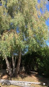 elagage-bouleau-morainvilliers elagage bouleau morainvilliers