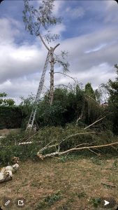 elagage-bouleau-morainvilliers-2 elagage bouleau 78