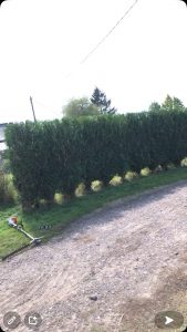 taille de haie bazemont