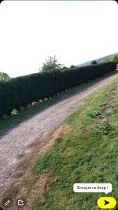 taille de haie bazemont - apres