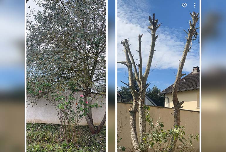 Intervention pour un élagage à Orgeval 78630.