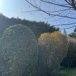 taille de haie maule 78