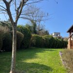 taille haie maule 78