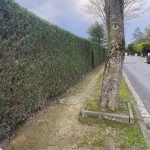 taille-haie-orgeval taille haie orgeval