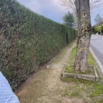 taille-haie-orgeval-2 taille de haie orgeval