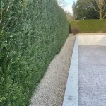 taille-haie-orgeval-78-2 taille de haie 78 orgeval
