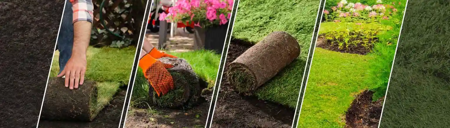 pose-pelouse-yvelines-78 pose pelouse yvelines