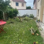abattage-arbre-bois-darcy-78-2 abattage arbre bois darcy