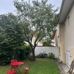 abattage-arbre-bois-darcy-78-3 abattage arbre bois darcy avant