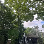 abattage-arbre-triel-sur-seine abattage arbre triel-sur-seine