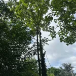 abattage-arbre-triel-sur-seine-78 abattage arbre triel-sur-seine 78