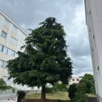 Élagage d'arbre Poissy a Poissy 78300 - vue generale