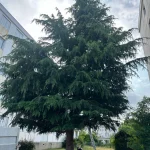 Élagage d'arbre Poissy Poissy 78300 - detail