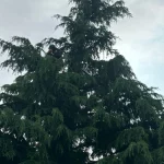 Élagage d'arbre Poissy a Poissy 78300 - en cours