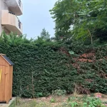 Taille de haie Achères Achéres 78260 - detail