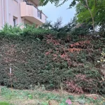 Taille de haie Achères a Achéres 78260 - en cours