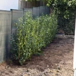 Anti rhizome et pelouse en semence à Andrésy – Aménagement paysager complet Andrésy - photo 14