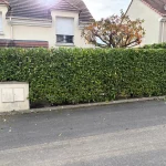 Taille de haie Chanteloup Chanteloup-les-Vignes 78570 - resultat final
