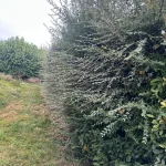 Taille de haie Triel a Triel-sur-Seine 78510 - en cours